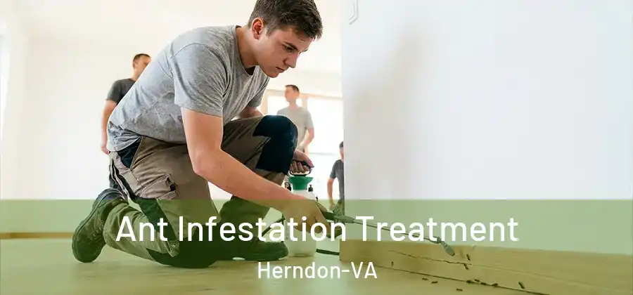  Ant Infestation Treatment Herndon-VA