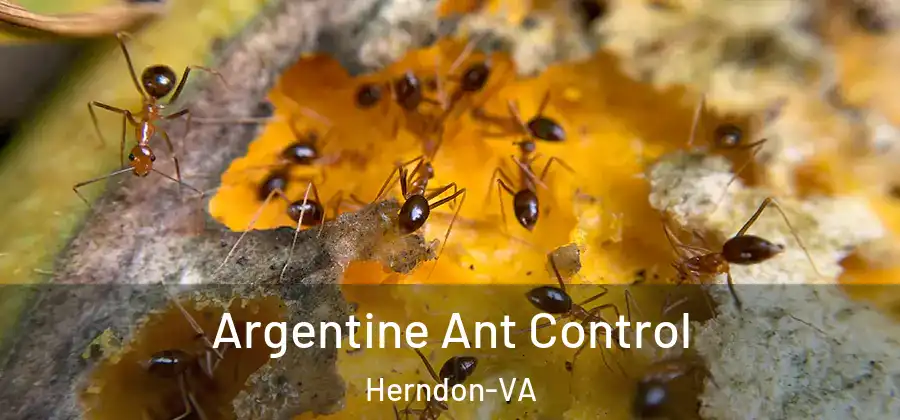  Argentine Ant Control Herndon-VA