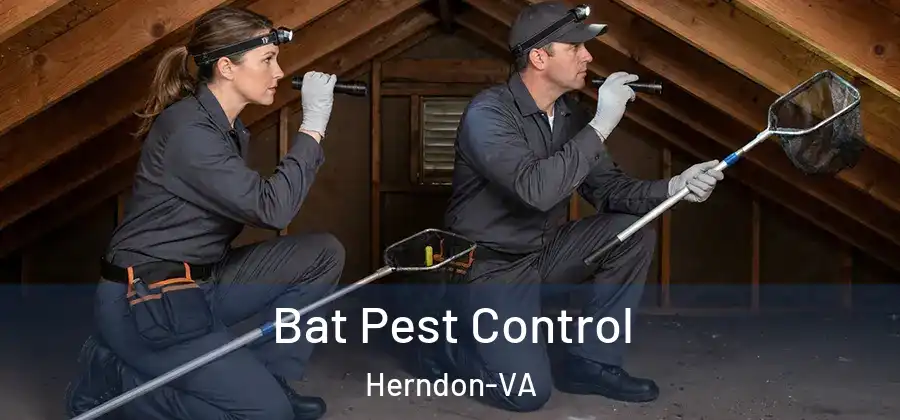 Bat Pest Control Herndon-VA