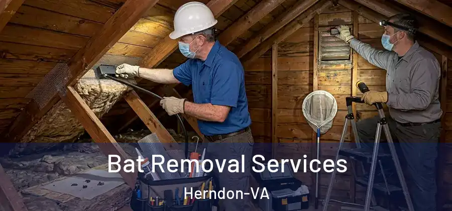 Bat Removal Services Herndon-VA