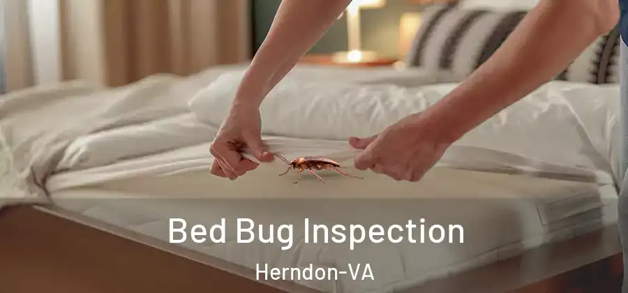  Bed Bug Inspection Herndon-VA