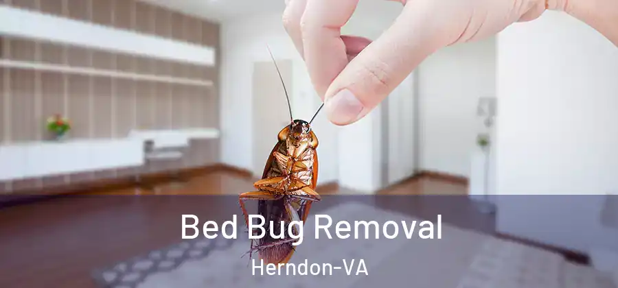 Bed Bug Removal Herndon-VA
