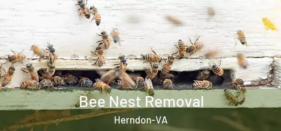 Bee Nest Removal Herndon-VA