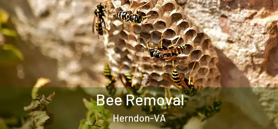 Bee Removal Herndon-VA