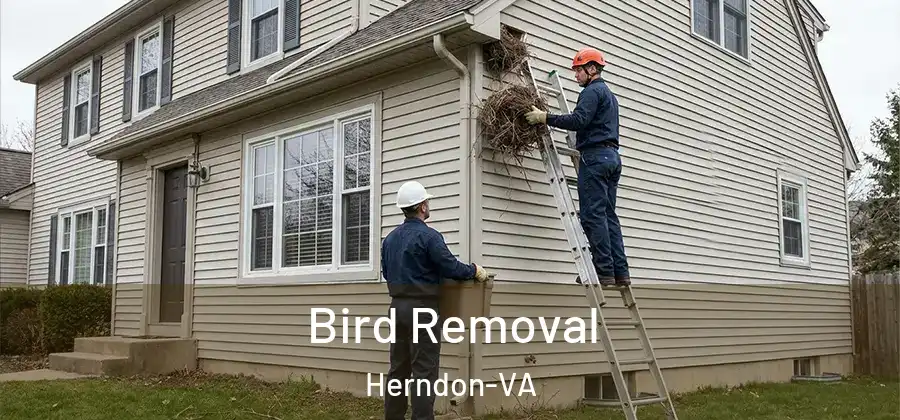  Bird Removal Herndon-VA