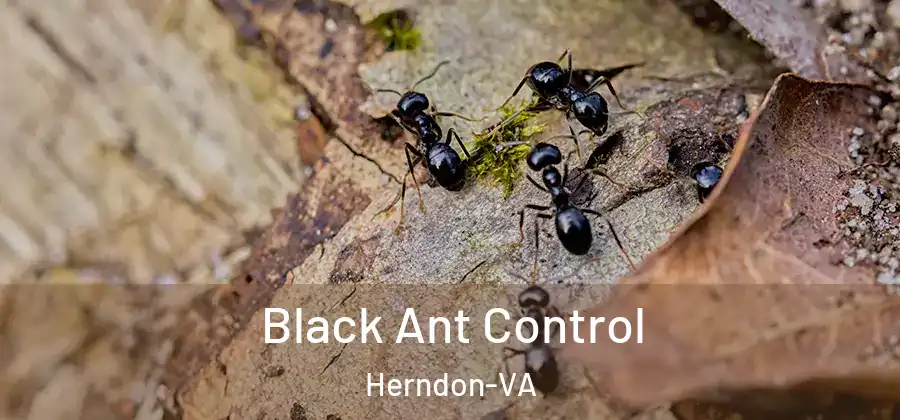  Black Ant Control Herndon-VA