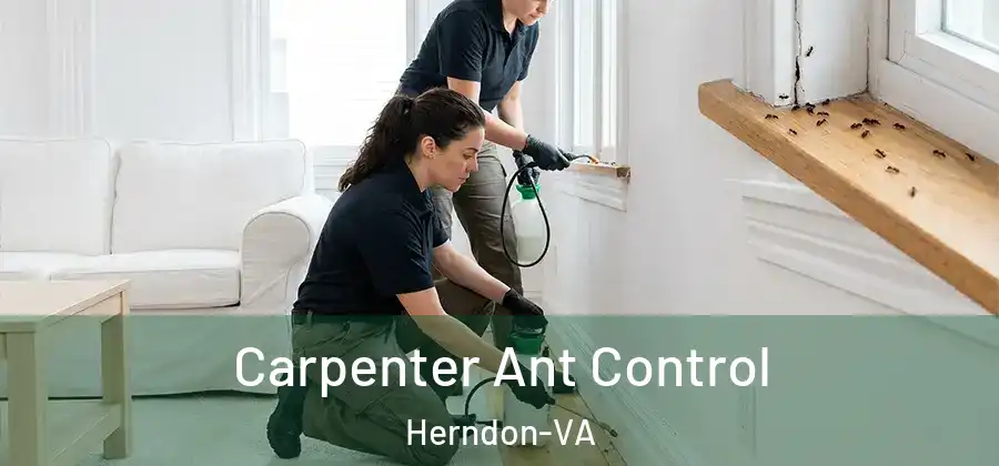  Carpenter Ant Control Herndon-VA