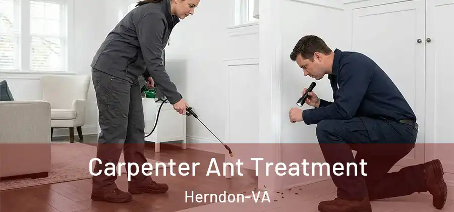 Carpenter Ant Treatment Herndon-VA
