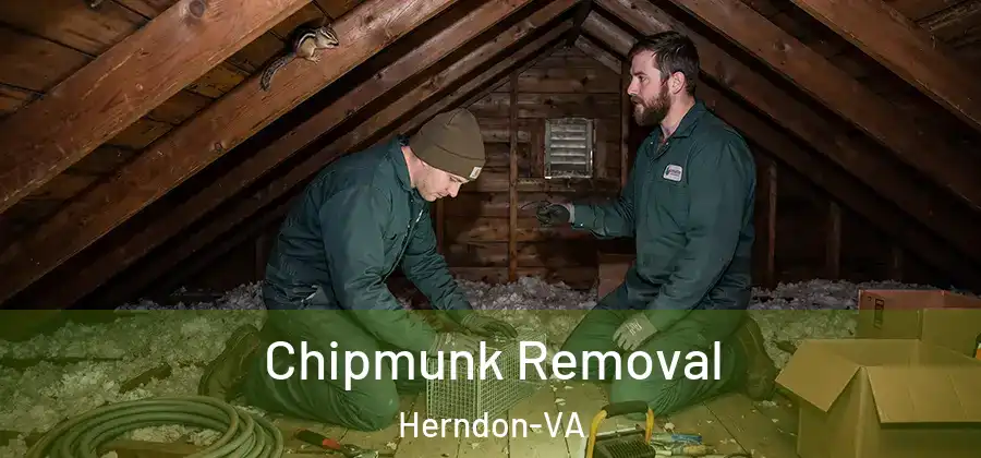  Chipmunk Removal Herndon-VA
