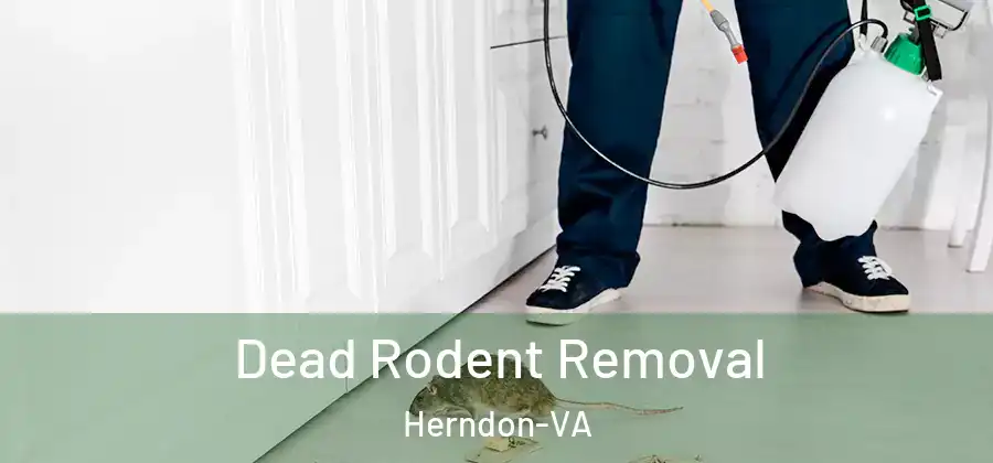 Dead Rodent Removal Herndon-VA