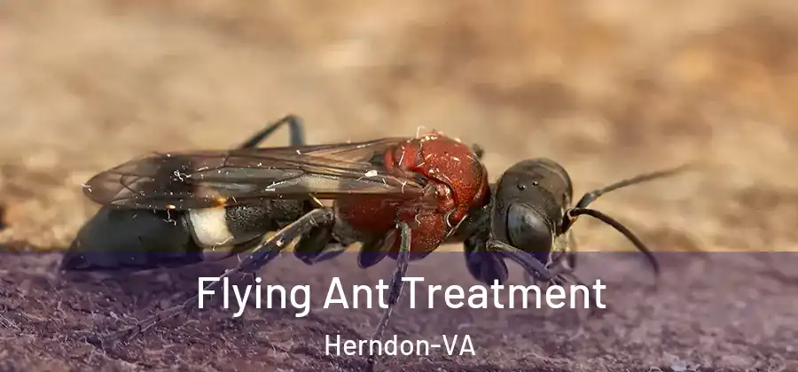 Flying Ant Treatment Herndon-VA