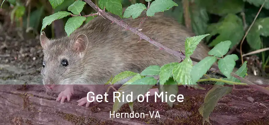 Get Rid of Mice Herndon-VA