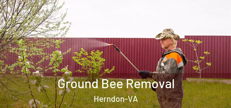  Ground Bee Removal Herndon-VA