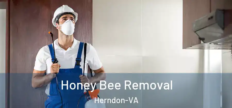  Honey Bee Removal Herndon-VA