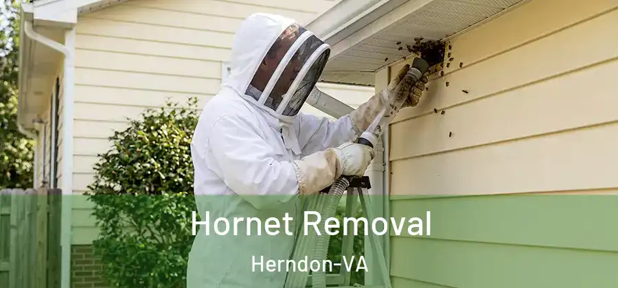  Hornet Removal Herndon-VA