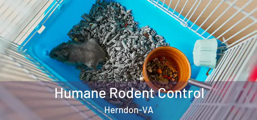 Humane Rodent Control Herndon-VA