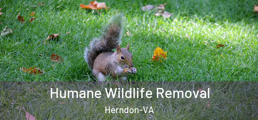 Humane Wildlife Removal Herndon-VA