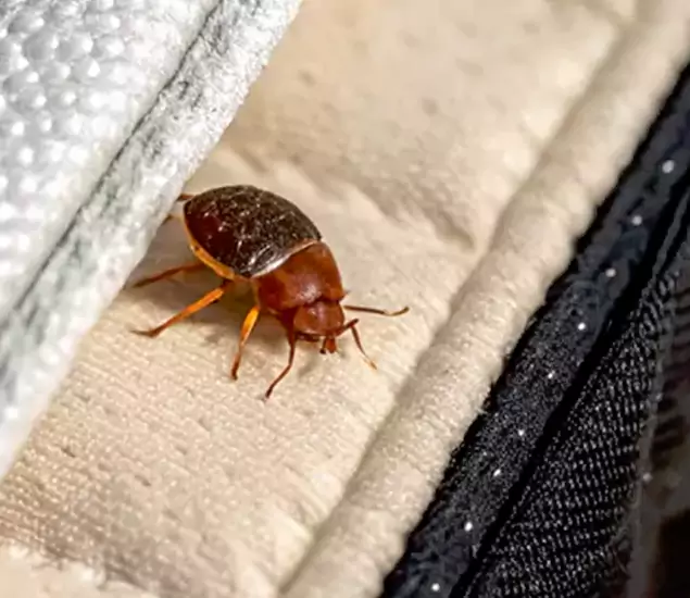 Trusted Bed Bug Prevention Specialists in Herndon, VA