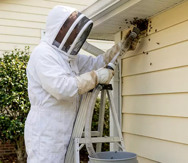 Your Affordable Bee Removal Company in Herndon, VA