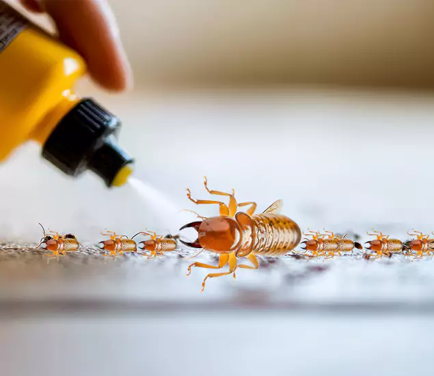 Reliable Bora Care Termite Experts in Herndon, VA
