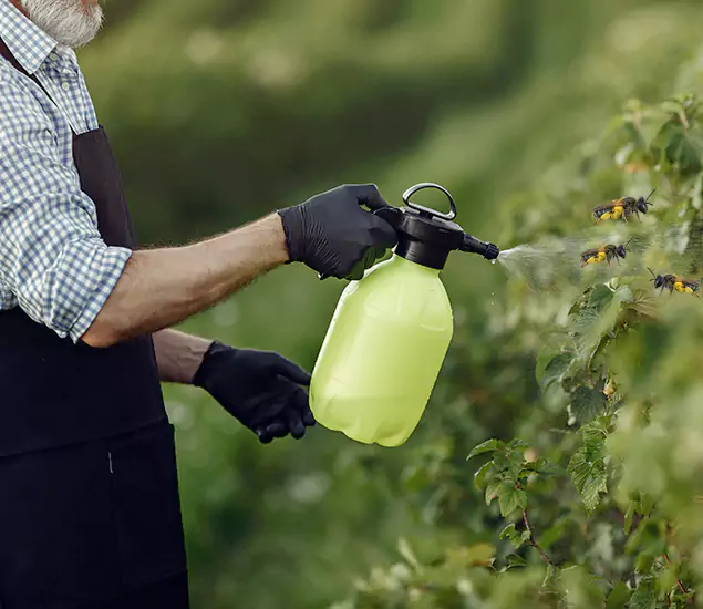 Carpenter Bee Control
