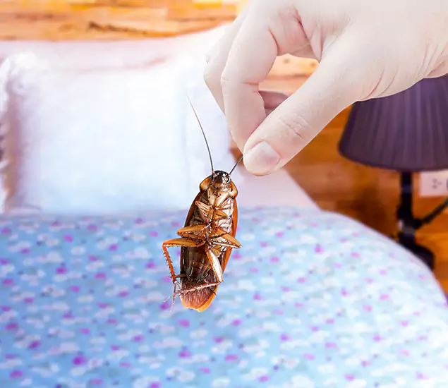Expert Roach Control Services: Your Cockroach Pest Control in Herndon, VA