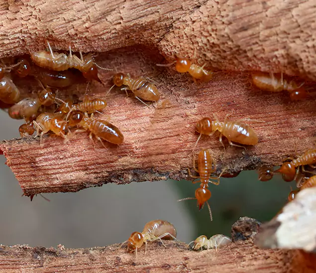 About Our Drywood Termite Treatment Experts in Herndon, VA