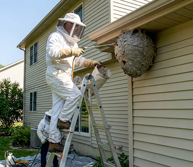 Expert Wasp Nest Removal: Your Local Wasp Nest Removal Company in Herndon, VA