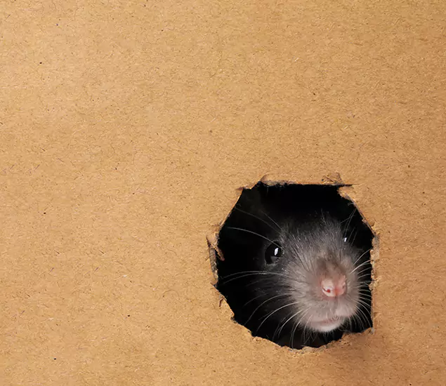 Rats in Attic Removal Experts in Herndon, VA