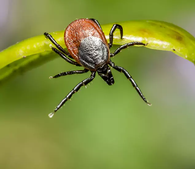 Your Trusted Tick Pest Control in Herndon, VA
