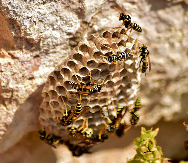 Your Best Wasp Removal Company in Herndon, VA