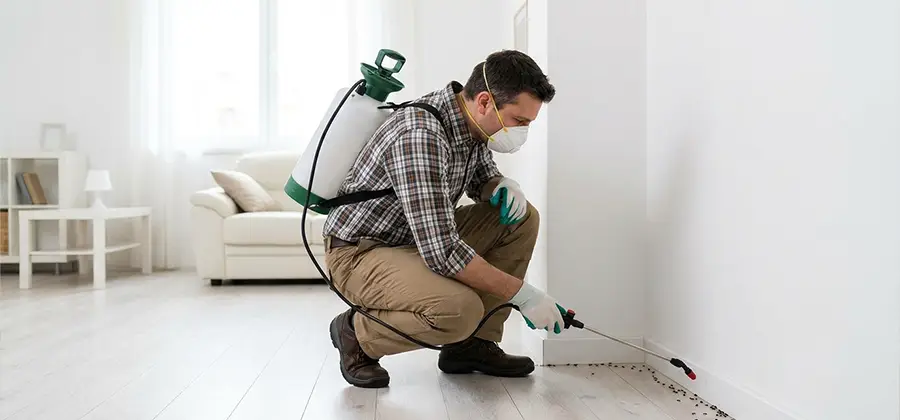 Seasonal Ant Infestation Control in Herndon