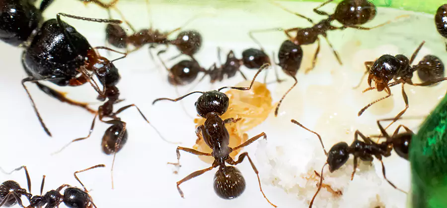 Argentine Ant Barrier Treatment in Herndon