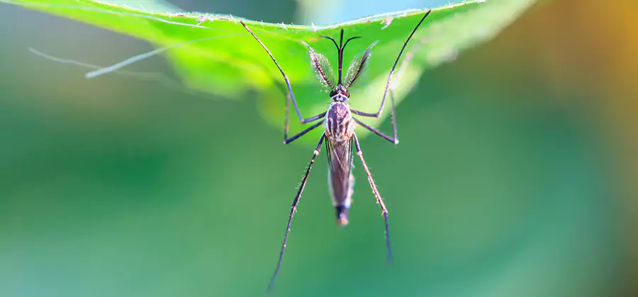Natural Mosquito Spray for Yard in Herndon