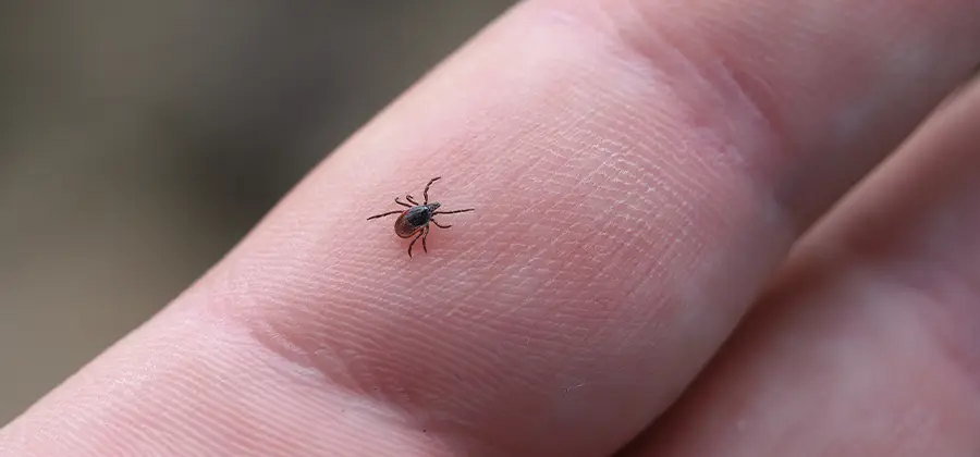 Infection Prevention for Bed Bug Bites in Herndon