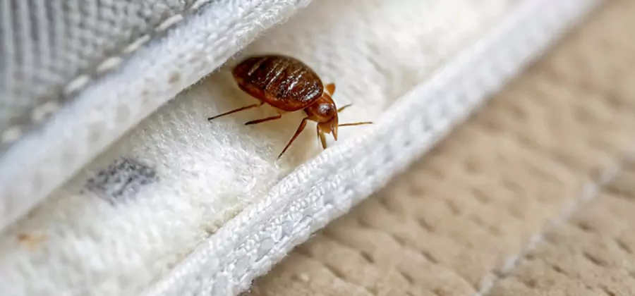Tenting Bed Bug Fumigation in Herndon