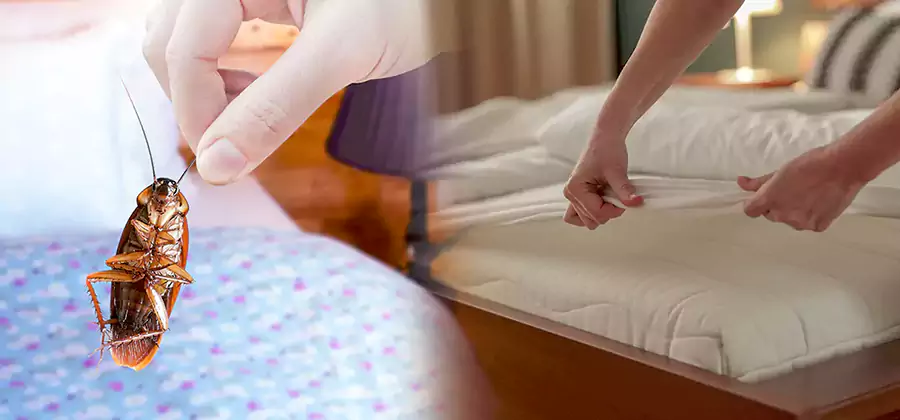 Bed Bug Home Extermination Service in Herndon