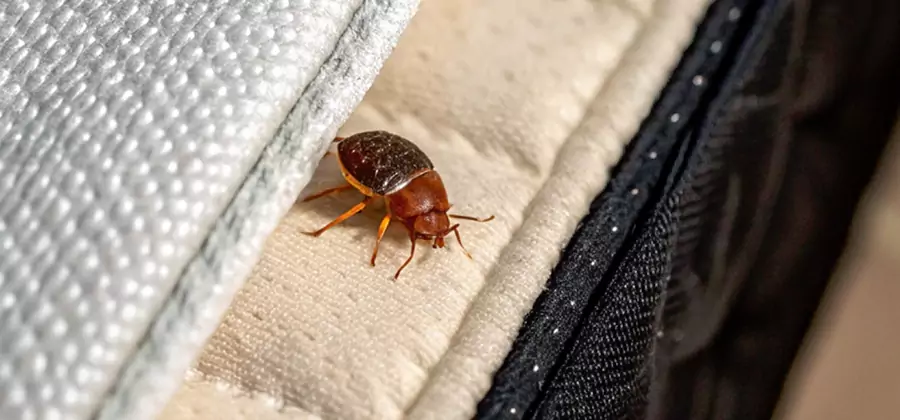 Commercial Bed Bug Control in Herndon