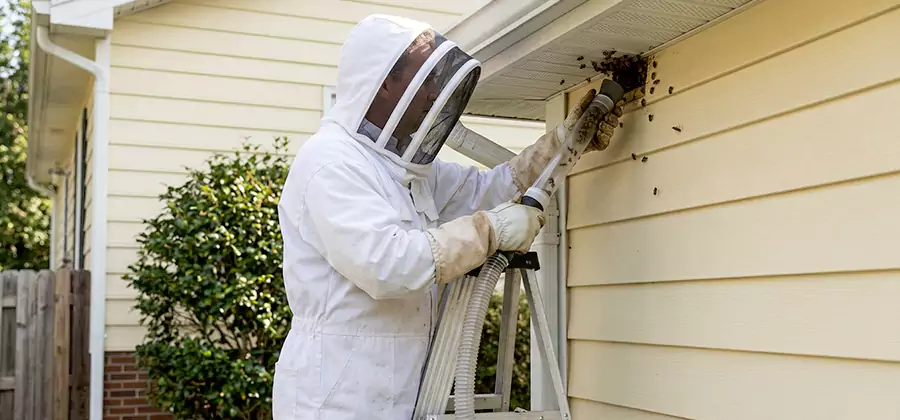 Ground Bee Removal in Herndon