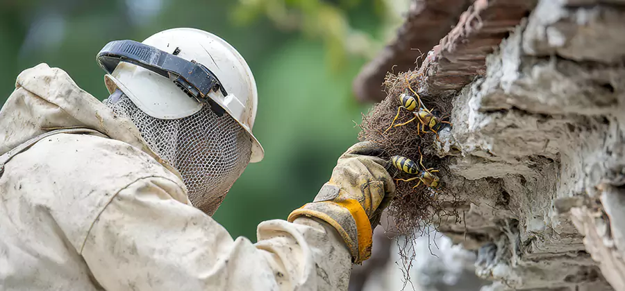 Bee and Wasp Hornet Removal in Herndon
