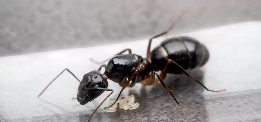 Black Ants in Kitchen Elimination in Herndon