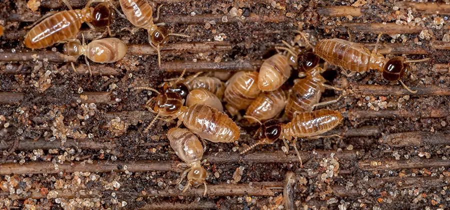 Bora Care Residential Termite Control in Herndon