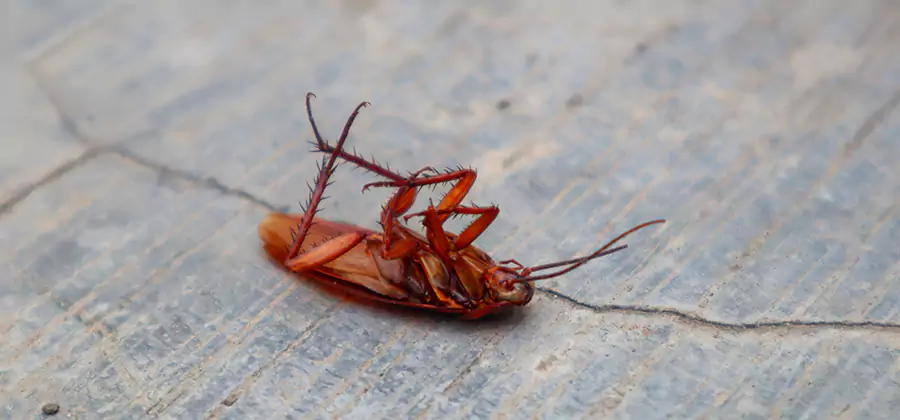 Cockroach Eradication for Commercial Properties in Herndon