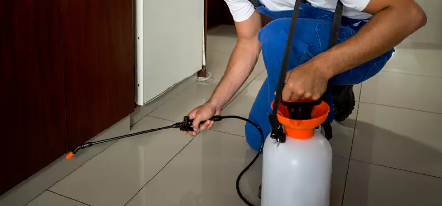 Palmetto Bug Exterminator in Herndon
