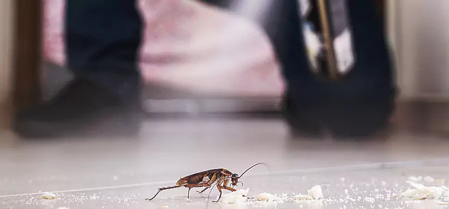 Roach House Treatment Herndon