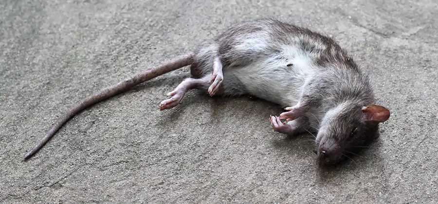 Dead Rat Disposal in Herndon