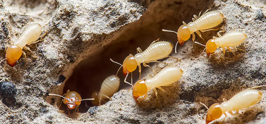 Termite Exterminator Services in Herndon