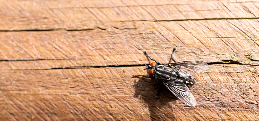 Flying Ant Barrier Treatment in Herndon