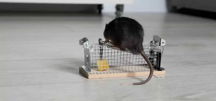 Mice in Attic Removal Herndon