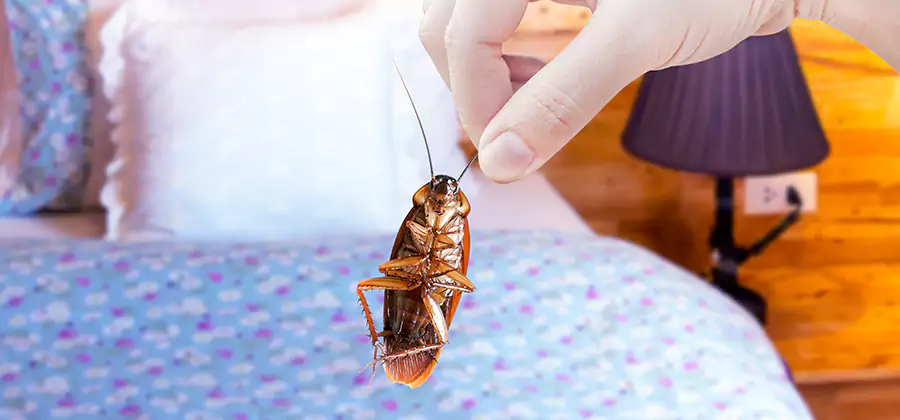 Fast Roach Elimination in Herndon
